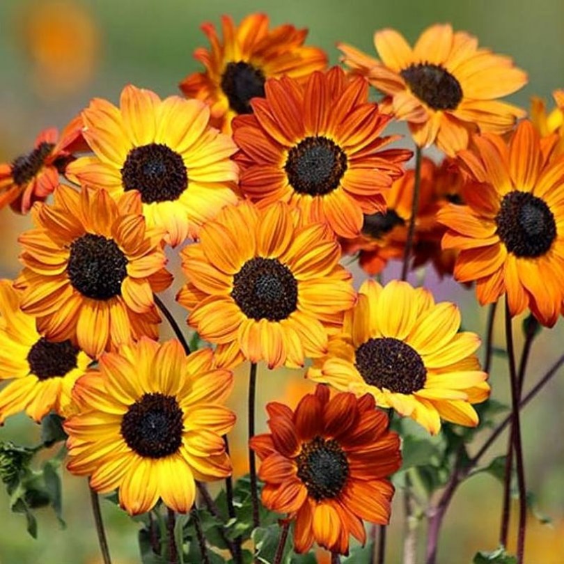 Uborkalevelű napraforgó magkeverék, Helianthus debilis, napraforgó, okra